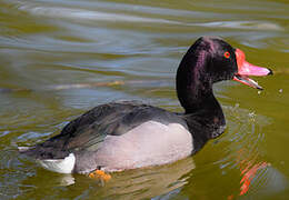 Rosy-billed Pochard