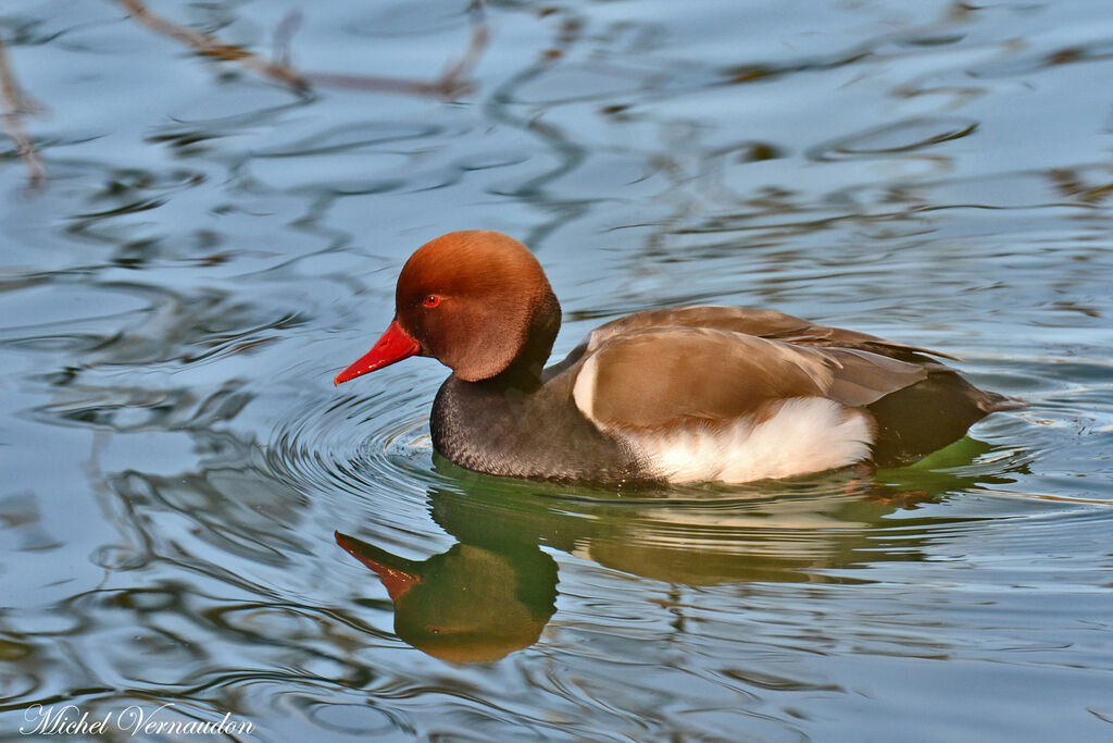 Red-crested Pochard male adult