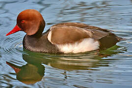 Red-crested Pochard