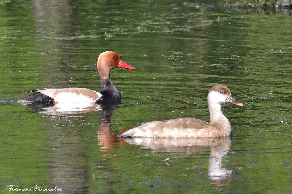 Red-crested Pochard adult