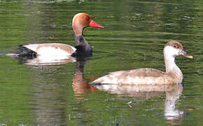 Red-crested Pochard