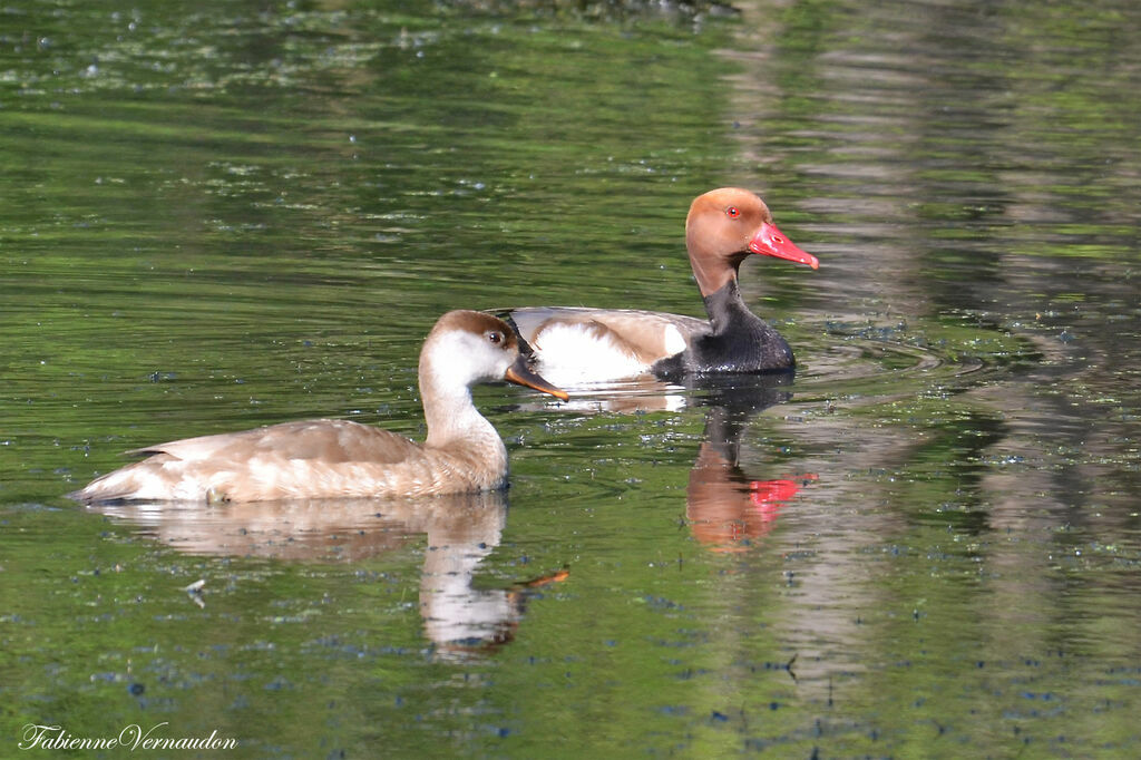 Nette rousse adulte