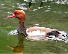 Red-crested Pochard