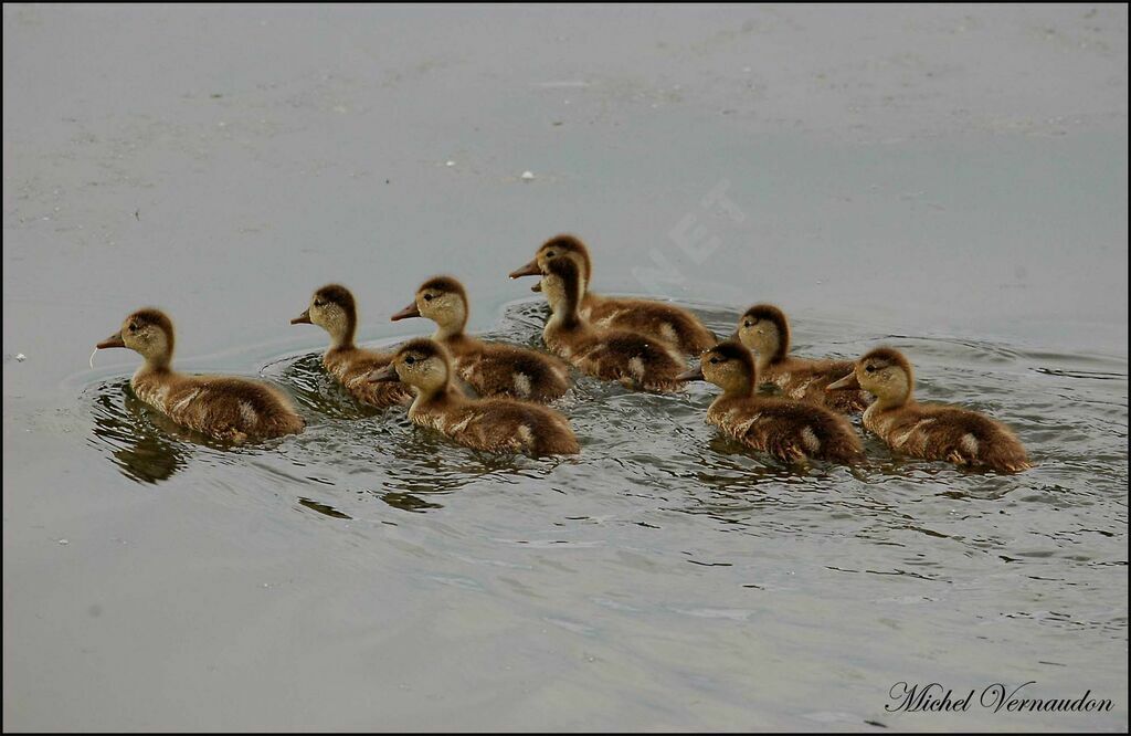 Red-crested PochardFirst year