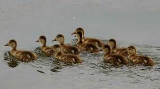 Red-crested Pochard