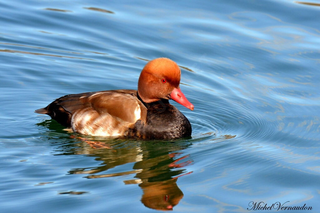 Red-crested Pochard male adult