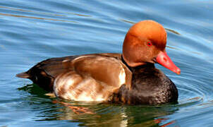 Red-crested Pochard