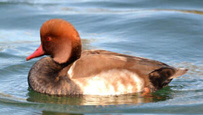 Nette rousse