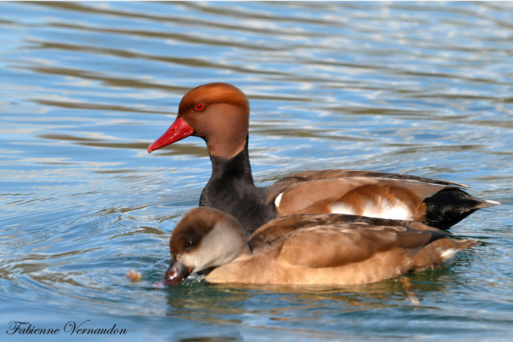 Red-crested Pochard adult