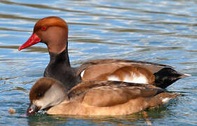 Red-crested Pochard