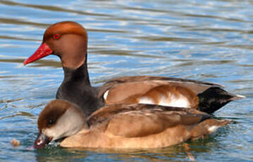 Nette rousse