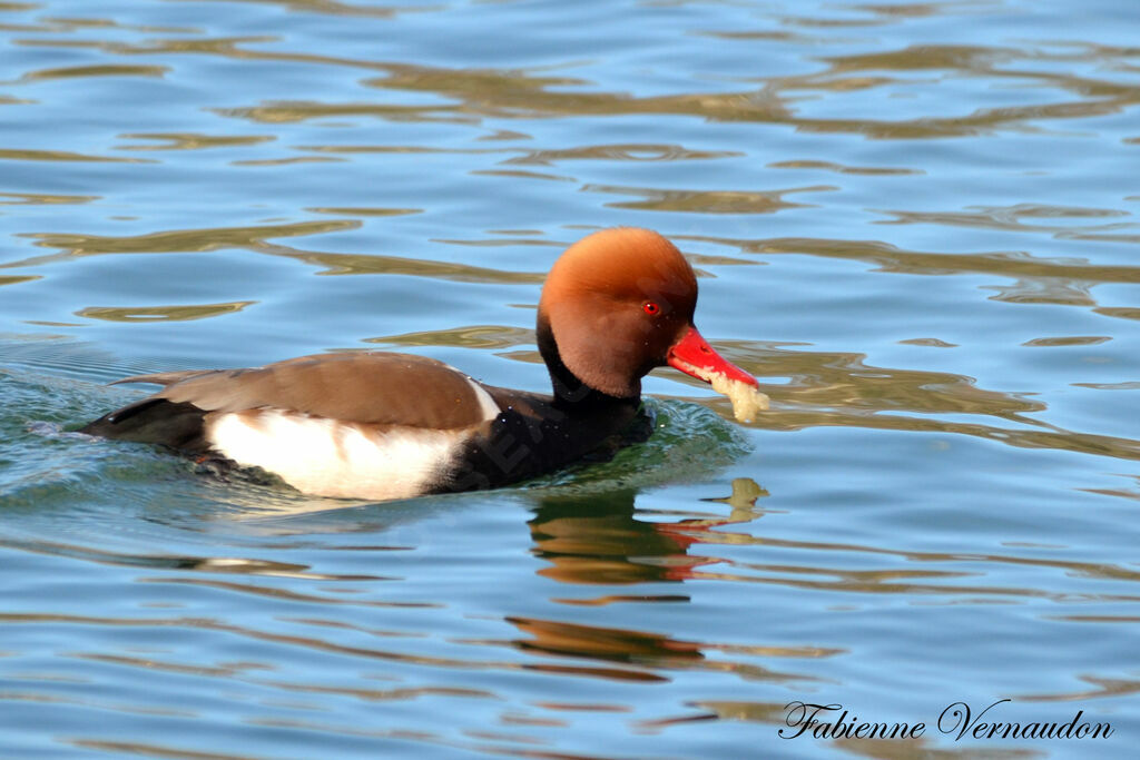 Red-crested Pochard male adult