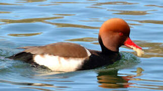 Red-crested Pochard