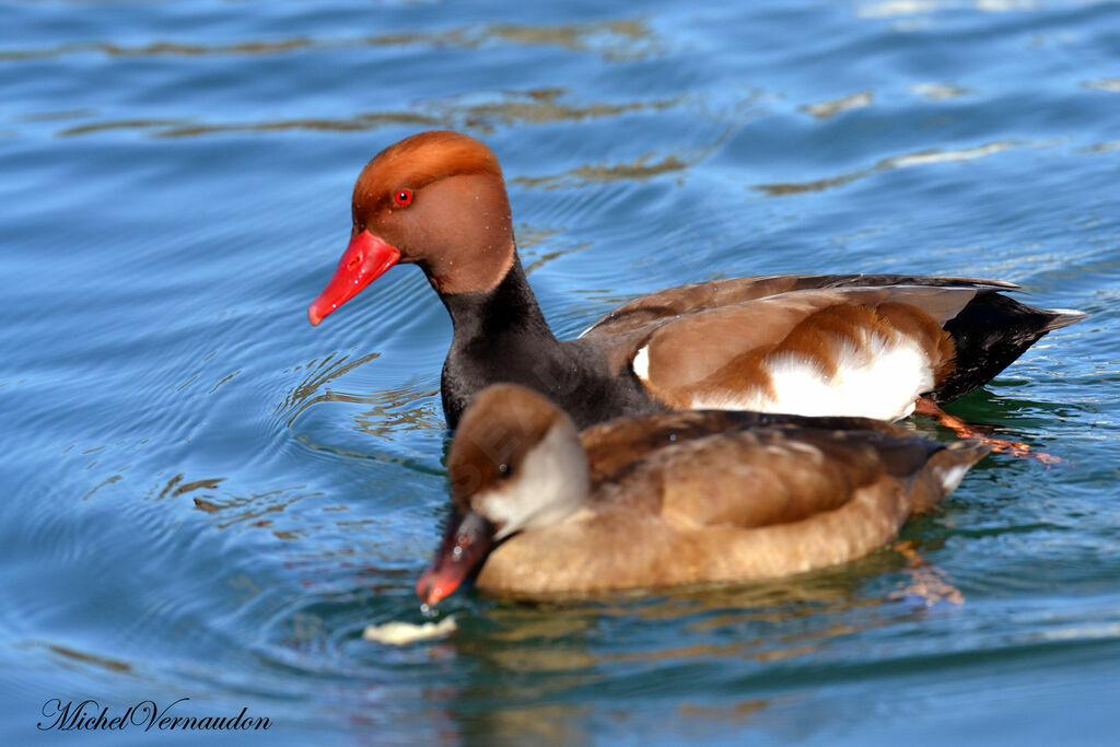 Nette rousse adulte