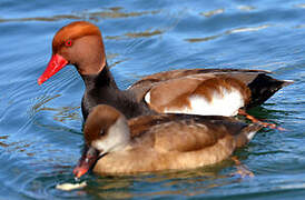 Red-crested Pochard