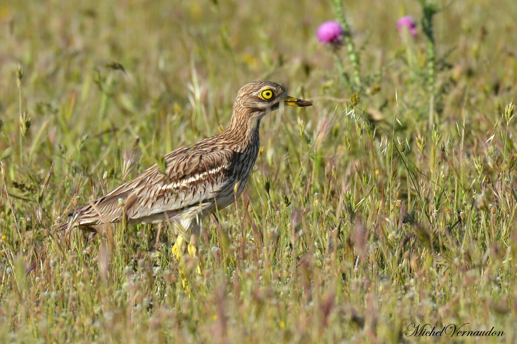 Eurasian Stone-curlew