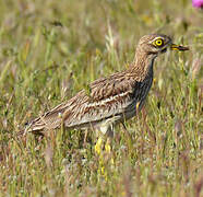 Eurasian Stone-curlew