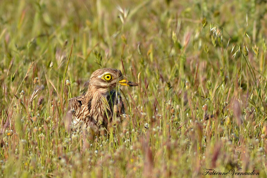 Eurasian Stone-curlew