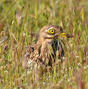 Eurasian Stone-curlew