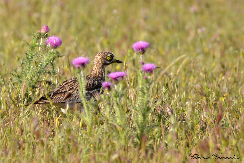 Eurasian Stone-curlew