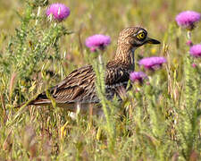 Eurasian Stone-curlew