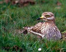 Eurasian Stone-curlew