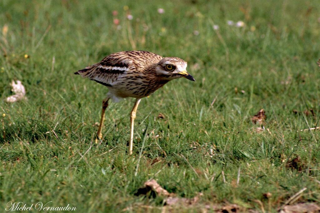 Eurasian Stone-curlew