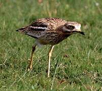 Eurasian Stone-curlew