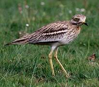 Eurasian Stone-curlew