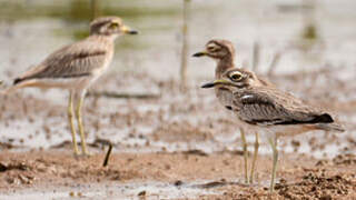 Senegal Thick-knee