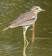 Senegal Thick-knee