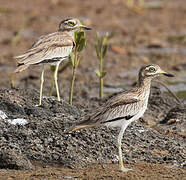 Senegal Thick-knee