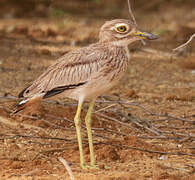 Senegal Thick-knee