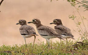 Senegal Thick-knee