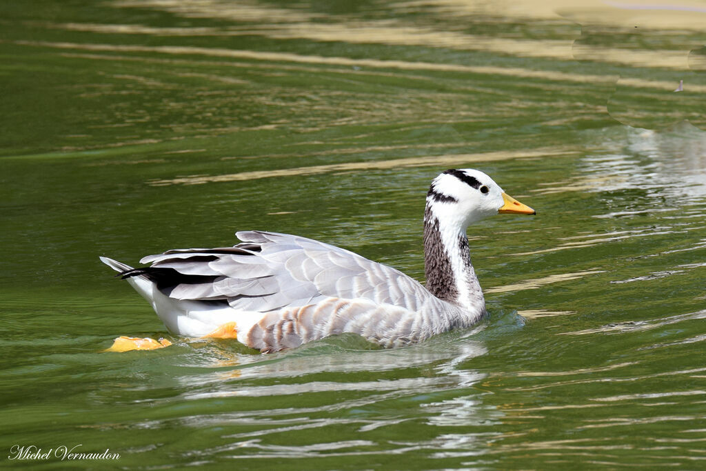 Bar-headed Goose