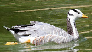 Bar-headed Goose