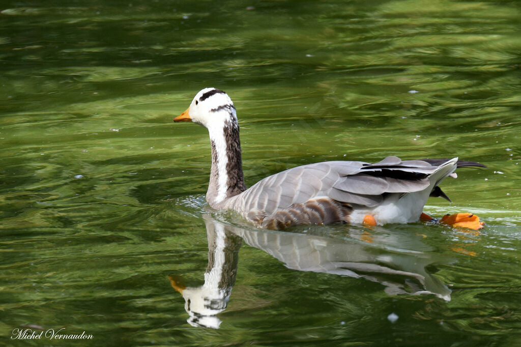 Bar-headed Goose