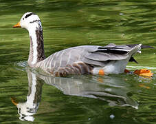 Bar-headed Goose