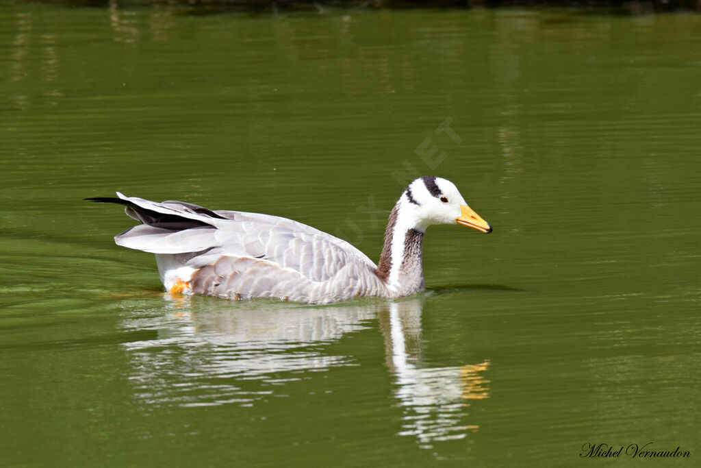 Bar-headed Goose