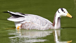 Bar-headed Goose