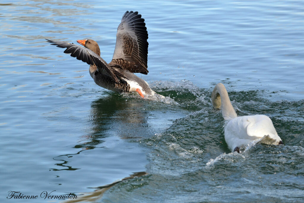 Greylag Gooseadult