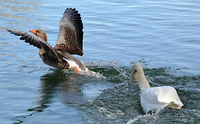 Greylag Goose