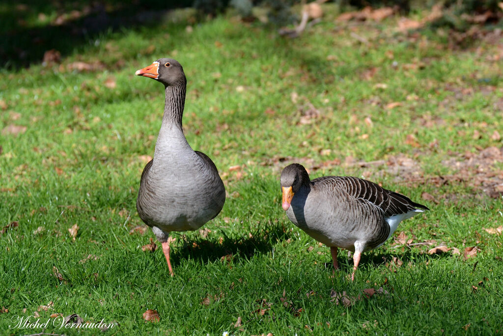 Greylag Gooseadult