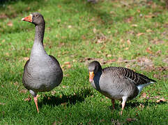 Greylag Goose