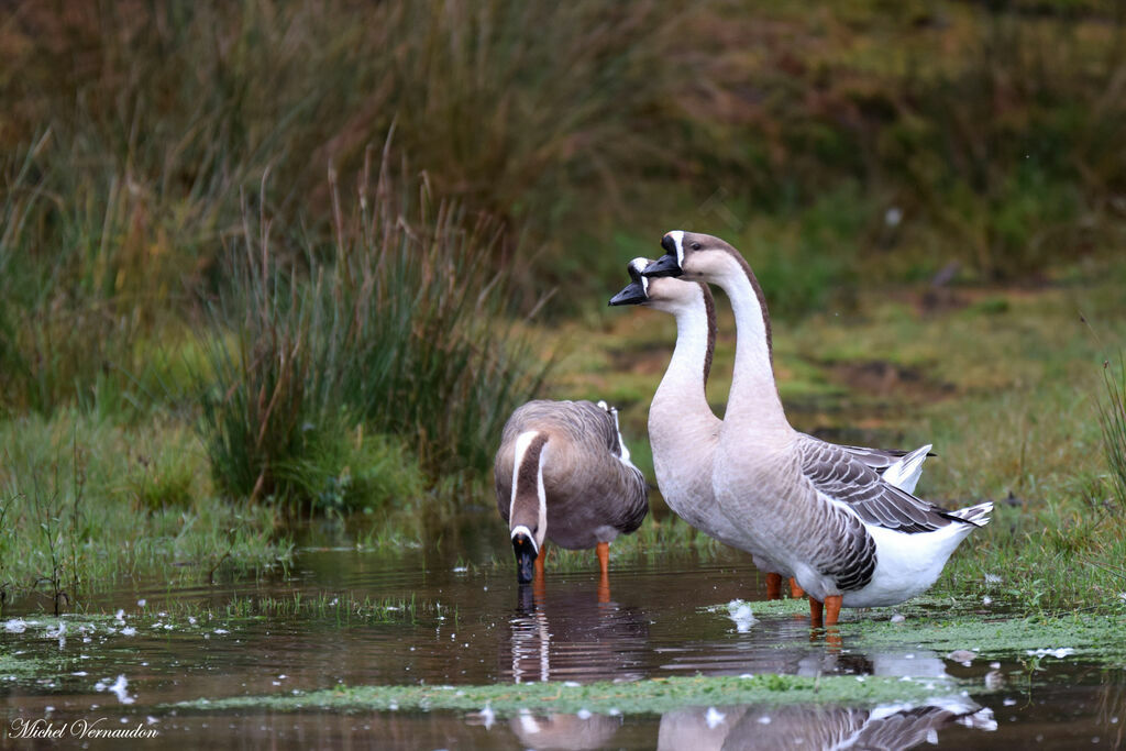 Swan Goose