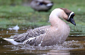 Swan Goose