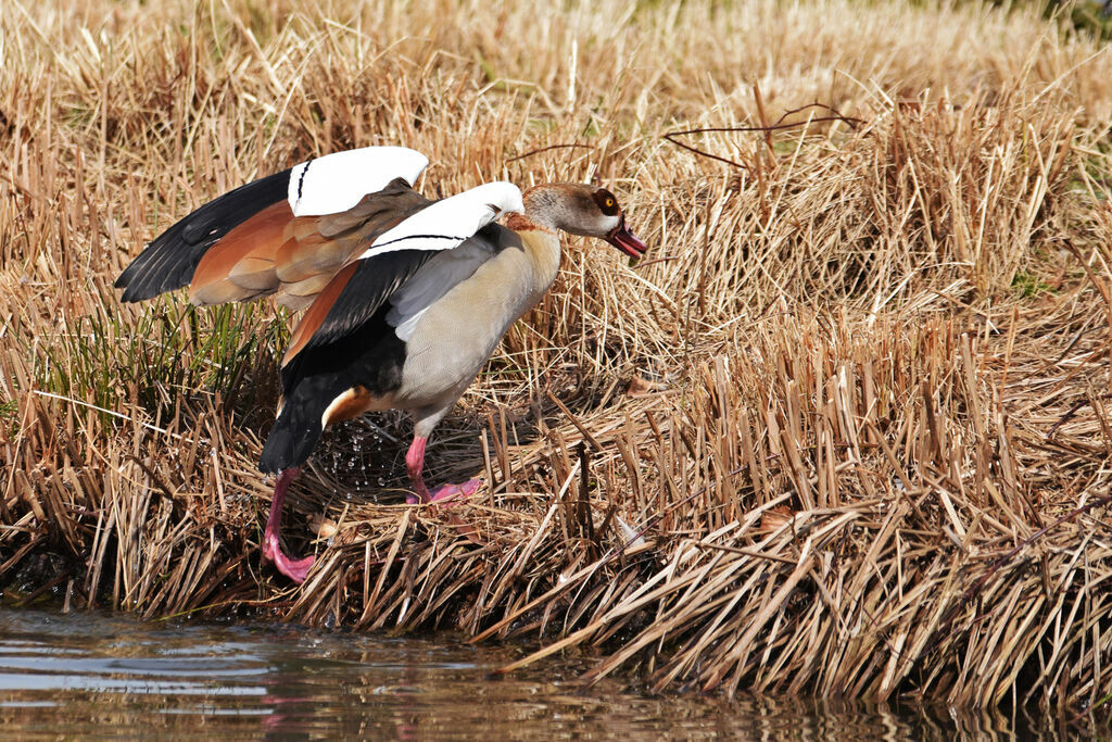 Egyptian Goose