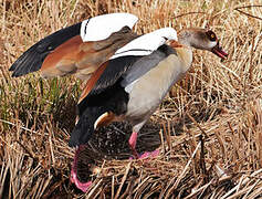 Egyptian Goose