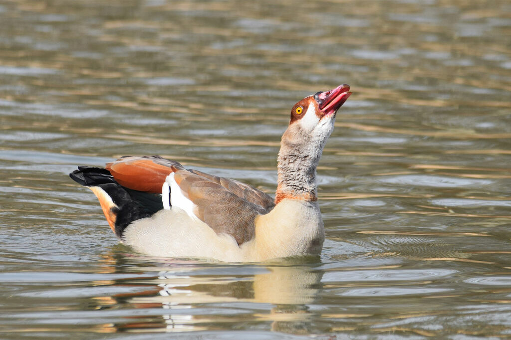 Egyptian Goose