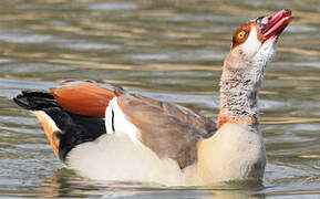 Egyptian Goose